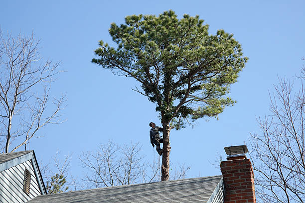 Landscape Design and Installation in Central, TN