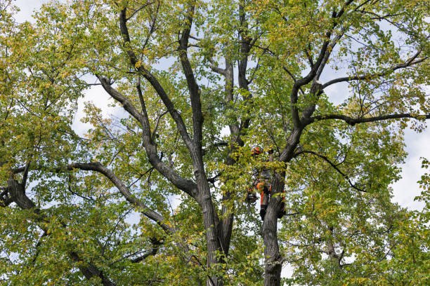 Tree and Shrub Care in Central, TN